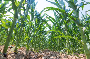 Tarlada yetişen yeşil mısır. Yeşil Mısır Bitkileri.