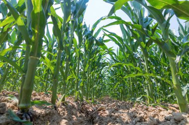 Tarlada yetişen yeşil mısır. Yeşil Mısır Bitkileri.