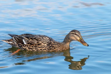Vahşi ördek Mallard Anas platyrhynchos. Dişi Ördek.