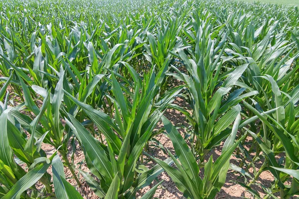Зеленое Кукурузное Поле Зеленая Кукуруза Растет Поле Голубое Небо Солнце — стоковое фото