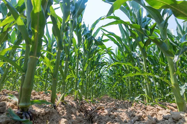 Green corn growing on the field. Green Corn Plants.