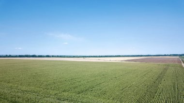 Yeşil mısır tarlası Aerial, Mısır tarlası Aerial.