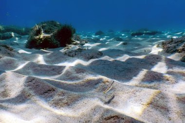 Kumlu taban, suyun altında yüzen balıklar