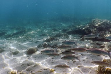 Sualtı Sahnesi Güneş Işığı, Su altı Hayatı.