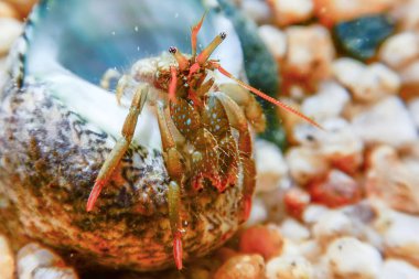 Su altında küçük komik keşiş yengeci. Yaklaş..