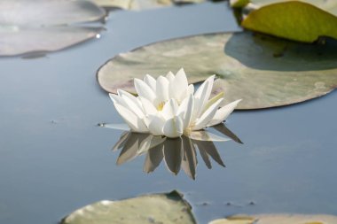 Beyaz Nilüfer su yüzeyinde. Nilüfer yansıma su.
