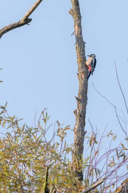 Ağaçta Büyük Benekli Ağaçkakan (Dendrocopos Major)