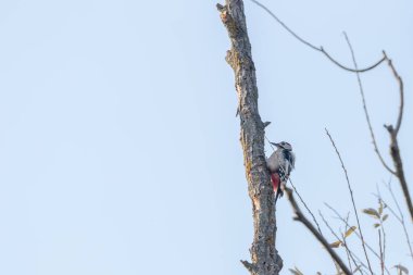 Ağaçta Büyük Benekli Ağaçkakan (Dendrocopos Major)