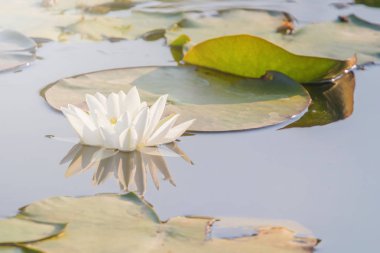 Beyaz Nilüfer su yüzeyinde. Nilüfer yansıma su.