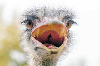 Kızgın devekuşu, yakın portre, yakın devekuşu kafası (Struth io camelus)