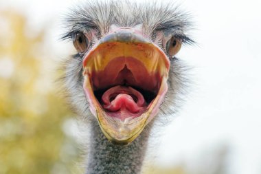 Kızgın devekuşu, yakın portre, yakın devekuşu kafası (Struth io camelus)