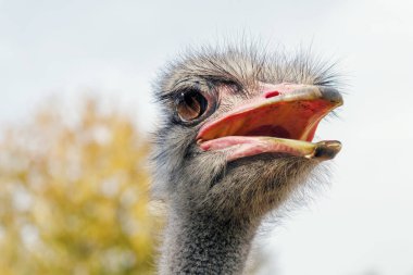 Devekuşu, yakın portre, yakın devekuşu kafası (Struth io camelus)