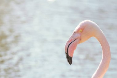 Daha büyük flamingo portresi, Pembe Flamingo portresi (Phoenicopterus roseus)