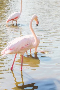 Pembe Flamingo, Doğal ortamlarında daha büyük flamingo (Phoenicopterus roseus