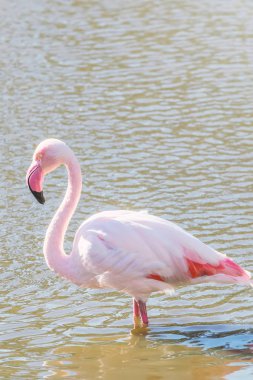 Pembe Flamingo, Doğal ortamlarında daha büyük flamingo (Phoenicopterus roseus