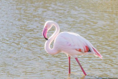 Pembe Flamingo, Doğal ortamlarında daha büyük flamingo (Phoenicopterus roseus