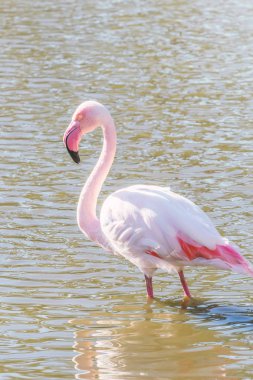 Pembe Flamingo, Doğal ortamlarında daha büyük flamingo (Phoenicopterus roseus