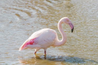 Pembe Flamingo, Doğal ortamlarında daha büyük flamingo (Phoenicopterus roseus