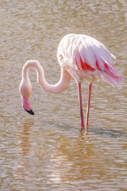 Flamingo suda yiyor, Pembe Flamingo, Doğal ortamlarında daha büyük flamingo 