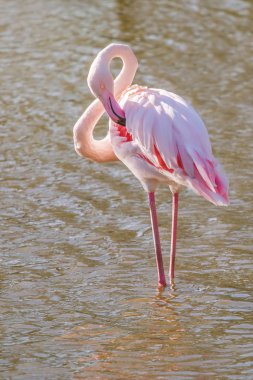 Pembe Flamingo, Doğal ortamlarında daha büyük flamingo (Phoenicopterus roseus