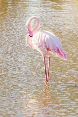 Pembe Flamingo, Doğal ortamlarında daha büyük flamingo (Phoenicopterus roseus