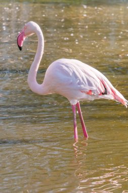 Pembe Flamingo, Doğal ortamlarında daha büyük flamingo (Phoenicopterus roseus
