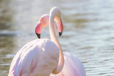 Doğal ortamda suda yürüyen iki pembe flamingo. 