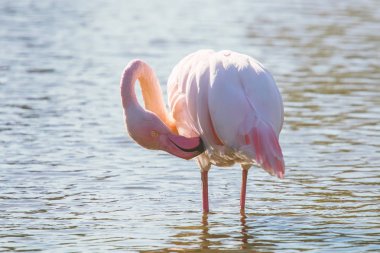Pembe Flamingo, Doğal ortamlarında daha büyük flamingo (Phoenicopterus roseus