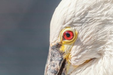 Kaşıkçı (kuş) portre kadar kapatın. Ortak kaşıkçı (Platalea leucorodia)