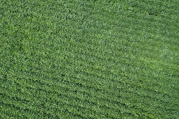 Grüne Reifende Sojabohnen Feld Reihen Grüner Sojabohnen — Stockfoto