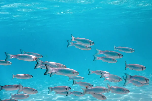 Fischschule Unter Wasser Fische Unter Wasser Hintergrund — Stockfoto