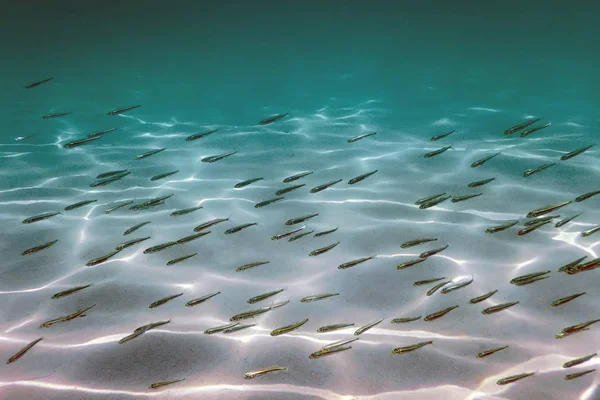 Fundo Arenoso Peixes Nadando Subaquático — Fotografia de Stock