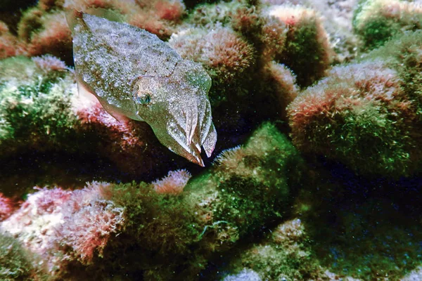 Camouflage Seiche Sébaste Natation Sous Marine — Photo