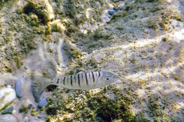 Cena Subaquática Luz Solar Peixes Vida Subaquática — Fotografia de Stock