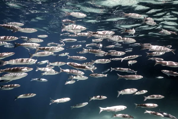 Fish School Underwater. Fishes underwater background.