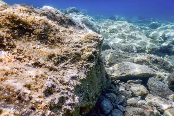Deniz Yaşamı Su Altında Kayalar Güneş Işığı Altında Yaşam.