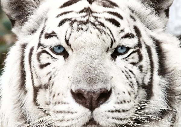 Bengal White Tiger Close Panthera Tigris Tigris — Stock Photo, Image