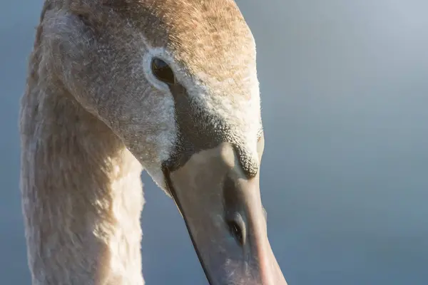 少年の黒い白鳥縦向きすぐ上 コブハクチョウ シグナス成田 — ストック写真