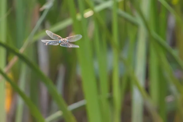 Blauwe Keizer Dragonfly Zweven Vlucht Anax Imperator — Stockfoto