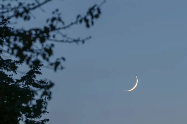 新月在夜空上 新月树叶子 — 图库照片