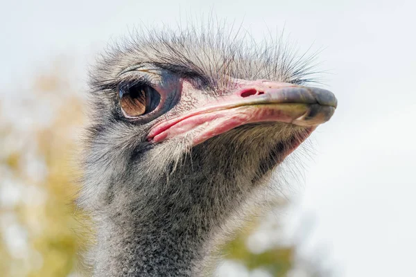 Strauß Großaufnahme Porträt Großaufnahme Straußenkopf Struthio Camelus — Stockfoto