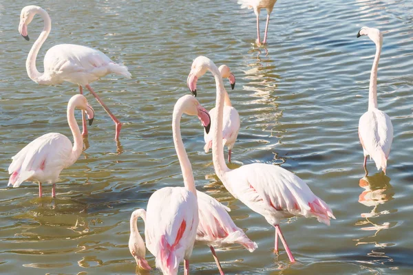 Kudde Roze Flamingo Wandelen Water Natuurlijke Omgeving — Stockfoto