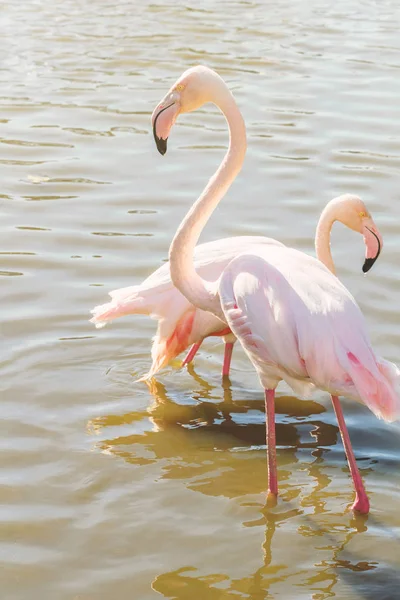 Roze Flamingo Grote Flamingo Hun Natuurlijke Omgeving Phoenicopterus Roseus — Stockfoto