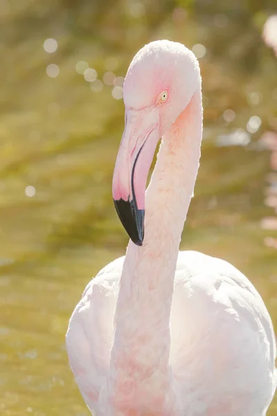 Greater flamingo portrait, Pink Flamingo portrait (Phoenicopterus roseus)