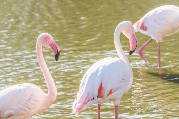 Two Pink Flamingos Walking Water Natural Environment — Stock Photo, Image