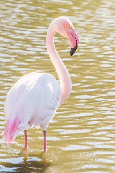 Pink Flamingo, Greater flamingo in their natural environment (Phoenicopterus roseus