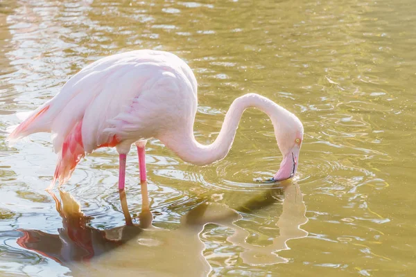 Flamant Rose Mangeant Dans Eau Flamant Rose Grand Flamant Rose — Photo