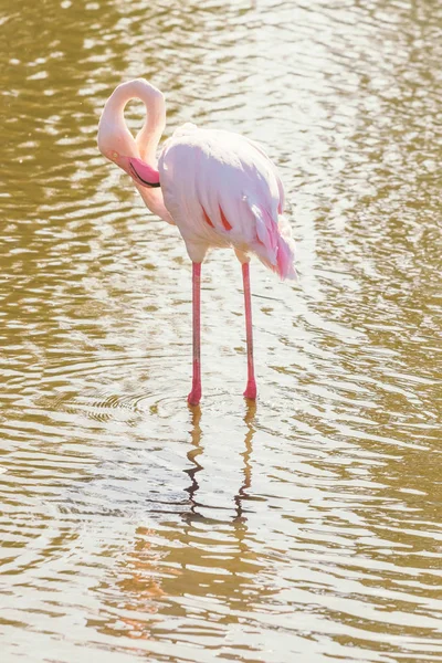 Pink Flamingo Μεγαλύτερη Φλαμίνγκο Στο Φυσικό Τους Περιβάλλον Phoenicopterus Roseus — Φωτογραφία Αρχείου