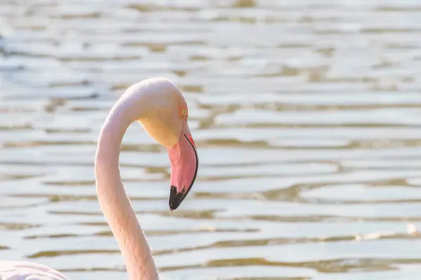 Greater Flamingo Portrait Pink Flamingo Portrait Phoenicopterus Roseus — Stock Photo, Image