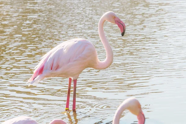 Pink Flamingo, Greater flamingo in their natural environment (Phoenicopterus roseus